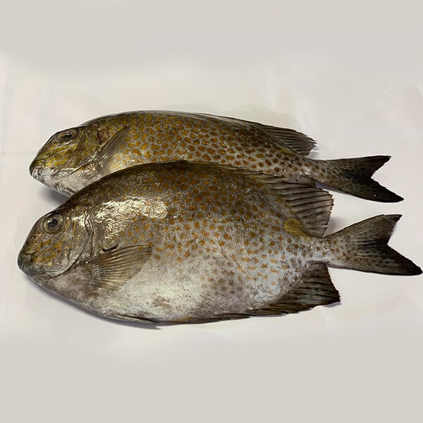 Fresh Cleaned Rabbit Fish (1KG) – bringmaalu.lk