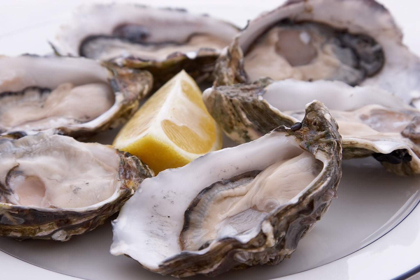 Oysters (1KG)