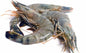 Fresh Jumbo Prawns count 30 - 1Kg