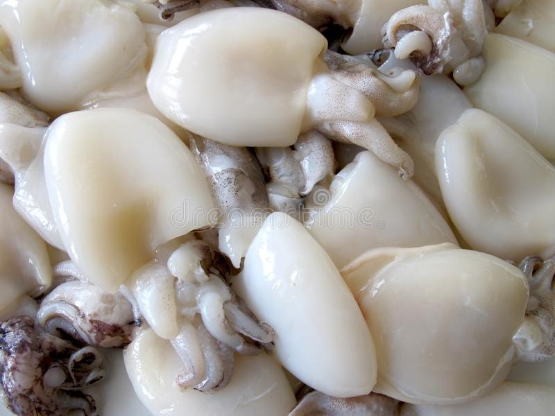 Fresh Small Cuttlefish (1KG)